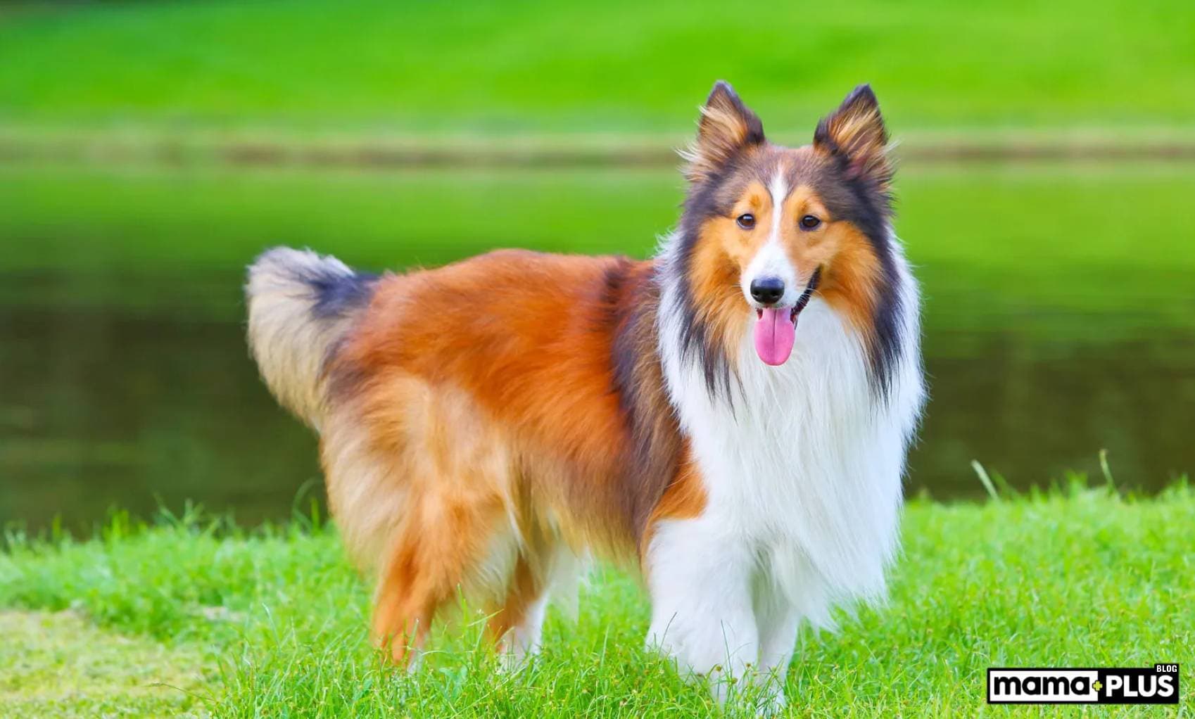 Shetland Sheepdog (Shetland Çoban Köpeği) Özellikleri, Bakımı, Beslenmesi ve Eğitimi