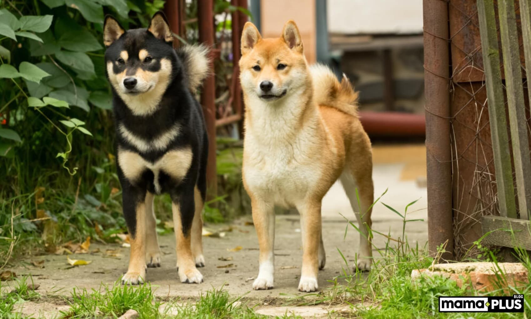 Shiba Inu Köpek Irkı Özellikleri, Bakımı, Beslenmesi ve Eğitimi