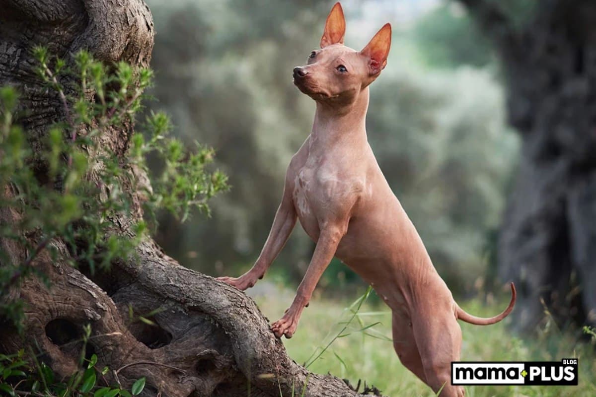 Tüysüz Köpek Irkları İçin Mama Tavsiyesi