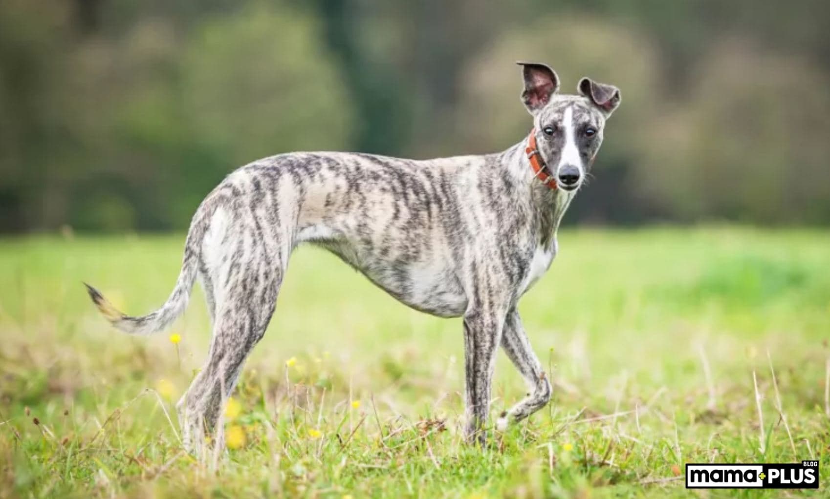 Whippet Köpek Irkı Özellikleri, Bakımı, Beslenmesi ve Eğitimi
