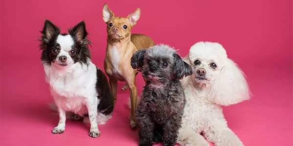 Yakutian Laika Köpek Irkı Özellikleri, Bakımı, Beslenmesi ve Eğitimi