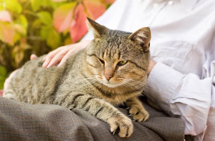 Yaşlı Kedilerde Görülen Hastalıklar