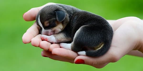 Yavru Köpekler 1 Haftalık Yeni Doğan Yavru Köpek Gelişimi