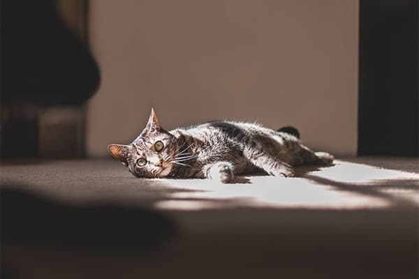 Yaz Aylarında Evcil Kedilerin Beslenmesi