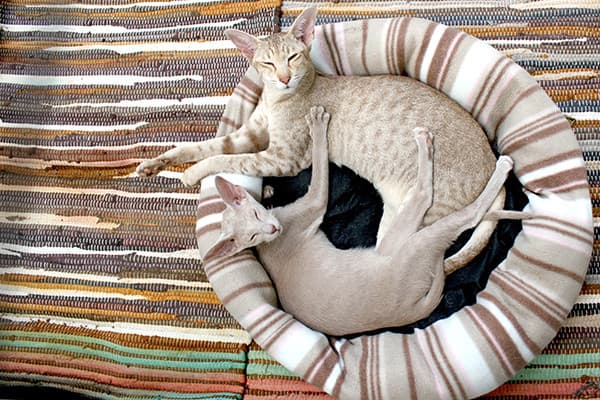 Yetişkin Bir Kediyi Şu Anki Kedinizle Nasıl Tanıştırırsınız?