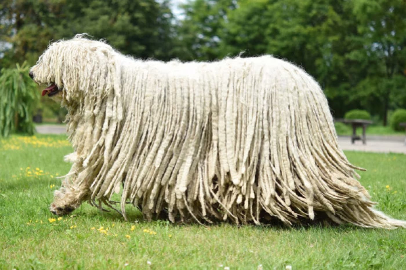 Komondor Köpeği Özellikleri, Bakımı, Beslenmesi ve Eğitimi - Komondor Köpeği: Özellikleri, Bakımı ve Beslenmesi Macar çoban köpeği olarak da bilinen paspas kafalı ve kaslı komondor, Macaristan’da geliştirilen son derece büyük bir işçi köpek ırkıdır ve dünyanın en tanınmış ırklarından biridir. Vücudundan aşağıya dökülen beyaz kordonlu tüyleri ile tanınır ve bu tüyler onları belirgin kılar. Komondorlar, çalışan çoban köpekleri olarak yetiştirildiklerinden kordonlu tüyleri, köpekleri