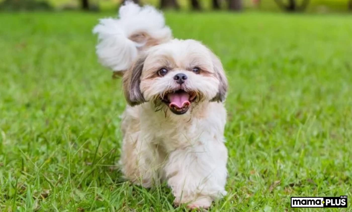 Shih Tzu Köpek Irkı Özellikleri, Bakımı, Beslenmesi ve Eğitimi - Shih Tzu, binlerce yıl önce Pekingese ve Lhasa Apso’dan yetiştirildiğine inanılan Tibet’ten gelen küçük bir arkadaş cinsidir. İsimleri “küçük aslan” anlamına gelse de, bu köpeğin vahşi bir yanı yoktur. Dost canlısı ve sevecen olan bu köpekler, eski zamanlardan beri toplumun her kesiminden insanın kucağında rahat etmiştir. Günümüzde bu küçük köpekler, küçük boyutları, sadık mizaçları,
