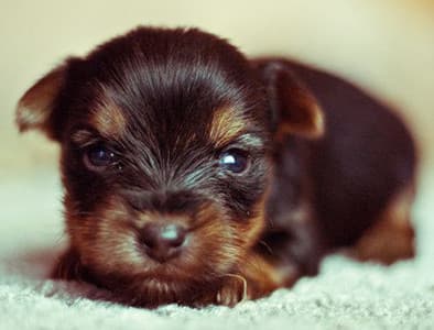 1-8 Haftalık Yavru Köpek Gelişimi