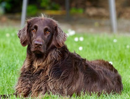 5 Yaygın Köpek Eğitimi Efsanesi