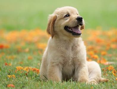 Yavru Köpeklerde Dikkat Edilmesi Gereken 7 Davranış