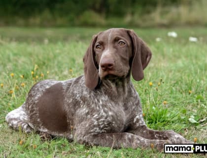 Av Köpeği Irkları İçin Mama Tavsiyesi