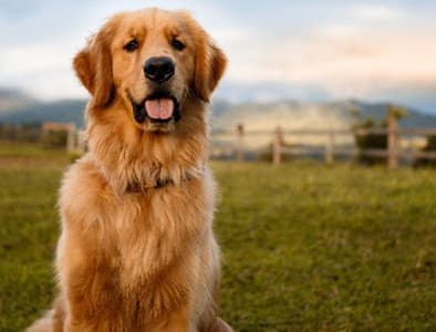 Golden Retriever Köpek Irkı Özellikleri, Bakımı, Beslenmesi ve Eğitimi