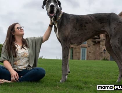 Büyük Köpek Irkları İçin Mama Tavsiyesi