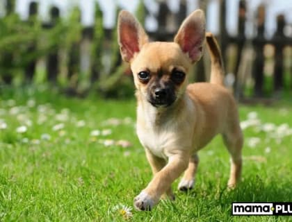 Büyümeyen Köpek Irkları İçin Mama Tavsiyesi