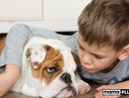 Çocuk Dostu Köpek Irkları İçin Mama Tavsiyesi