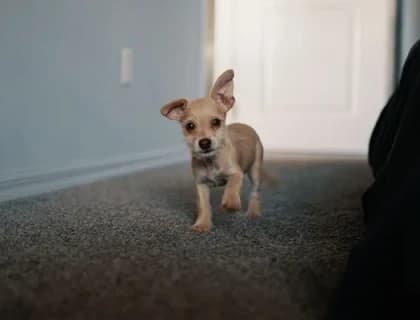 Eğitilmesi En Zor Köpek Irkları – Agresifler ve Tembeller