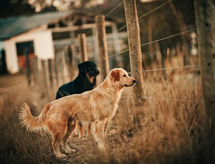 Köpeklerde Bakteriyel Enfeksiyonlar, Farklı Türler ve Tedavi