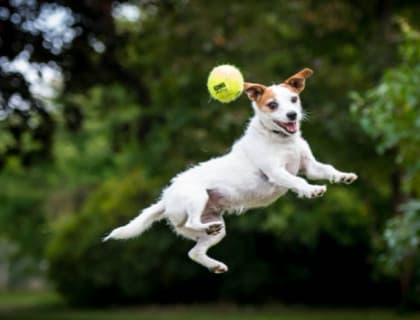 Köpeklerde Hiperaktiflik, Aşırı Hareketlilik