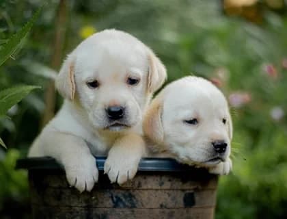 Köpeklerde Mevsimsel Cilt Hastalıkları, Belirtileri ve Tedavi Yöntemleri