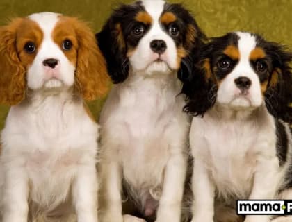 Süs Köpeği Irkları İçin Mama Tavsiyesi