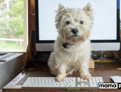 Terrier Köpek Irkları İçin Mama Tavsiyesi