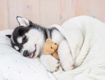 Yavru Köpeğinizin Gece Boyunca Uyumasına Yardımcı Olacak 4 İpucu