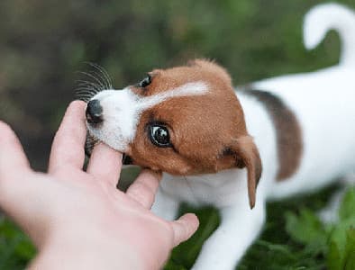 Yavru Köpek Aşıları Hakkında Herşey