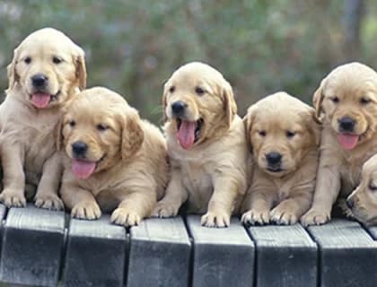 Yavru Köpek Eğitimi Hakkında Bilinmesi Gerekenler