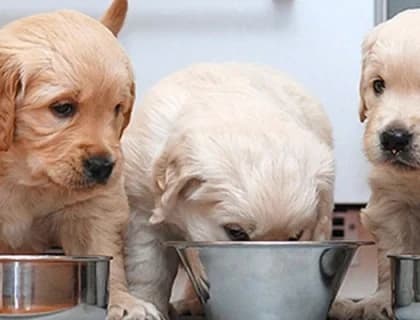 Yavru Köpekler İçin Beslenme Önerileri