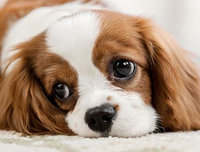 Yavru Köpeklerde Dehidrasyon Belirtileri ve Nedenleri