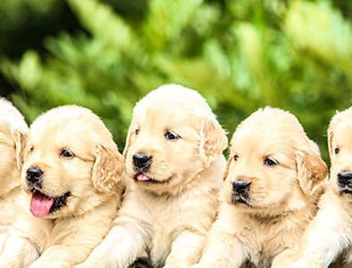 Yavru Köpeklerde İshal