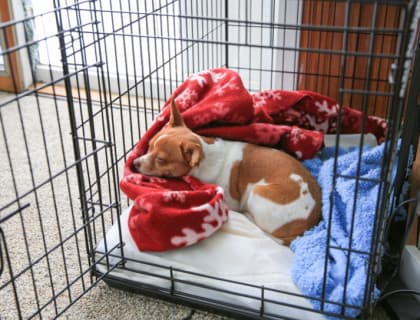 Yavru Köpeklere Kafes Eğitimi: Rehber Kılavuz