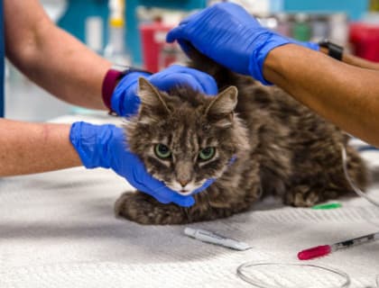 Yavru Köpeklerde Ve Yavru Kedilerde Solucanların Tehlikeleri