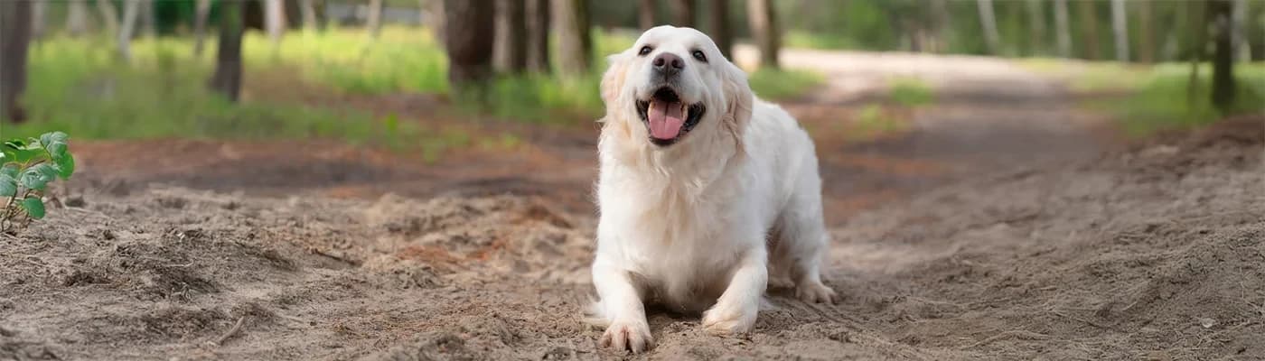 Köpeğinizin Yaşına ve Aktivitesine Göre Mama Seçimi Rehberi - Köpeğinizin mama kabına koyduğunuz her tanecik, aslında onun hayatına dokunur. Daha enerjik sabahlar, uzun yürüyüşler, sağlıklı eklemler ve huzurlu uykular… Bunların hepsi doğru beslenmeyle başlar. Ancak çoğu köpek sahibi için en kafa karıştırıcı sorulardan biri şudur: