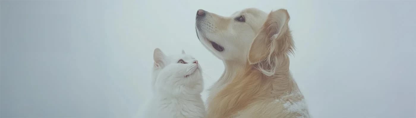 Tek Protein Yetmeyebilir: Multi-Protein Beslenmenin Patili Dostlara Etkisi - Bir sabah mama kabının başında duran ama mamasına dokunmayan bir kedi…
Ya da iştahla yediği mamayı bir süre sonra reddeden bir köpek…