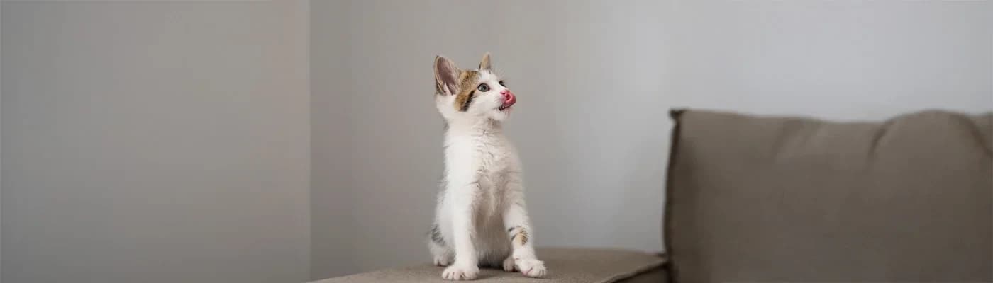 Kediler Neden Aynı Mamadan Sıkılır? Kedi Psikolojisi ve Beslenme - Bir gün kediniz mama kabına koşarak gelirken, ertesi gün aynı mamanın önünde durup size “Bunu gerçekten bana mı verdin?” der gibi bakıyorsa… Yalnız değilsiniz.
Birçok kedi ebeveyni şu cümleyi en az bir kez kurmuştur:
“Ama daha dün bayılarak yiyordu!”