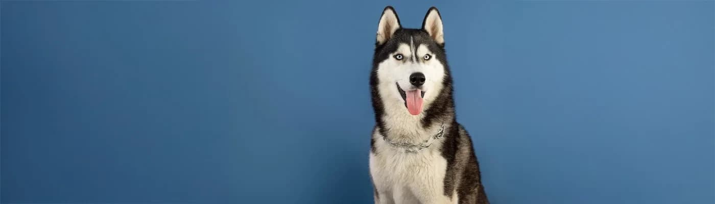 Her Köpeğin Maması Aynı Olmamalı: Prive Beslenme Yaklaşımı - Bir köpekle yaşamaya başladığınız anda şunu fark edersiniz:
O, sadece “bir köpek” değildir. Kendine has alışkanlıkları vardır, bazı günler daha enerjik olur, bazı günler daha iştahsız… Kimi sabahları koşarak mama kabına gelirken, kimi mama önünde dakikalarca düşünür. Tıpkı biz insanlar gibi.