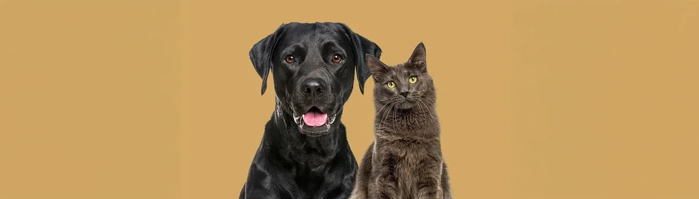 Dünyada Kişiselleştirilmiş Kedi ve Köpek Maması Trendi - Evcil hayvan sahipliği artık yalnızca bir bakım sorumluluğu değil; bilinçli bir yaşam tercihi. Kediler ve köpekler aileden biri olarak görülüyor, onların sağlığı ve mutluluğu için daha fazla araştırma yapılıyor, içerik etiketleri dikkatle okunuyor. Tam da bu noktada dünyada yükselen bir trend öne çıkıyor: kişiselleştirilmiş kedi ve köpek maması.