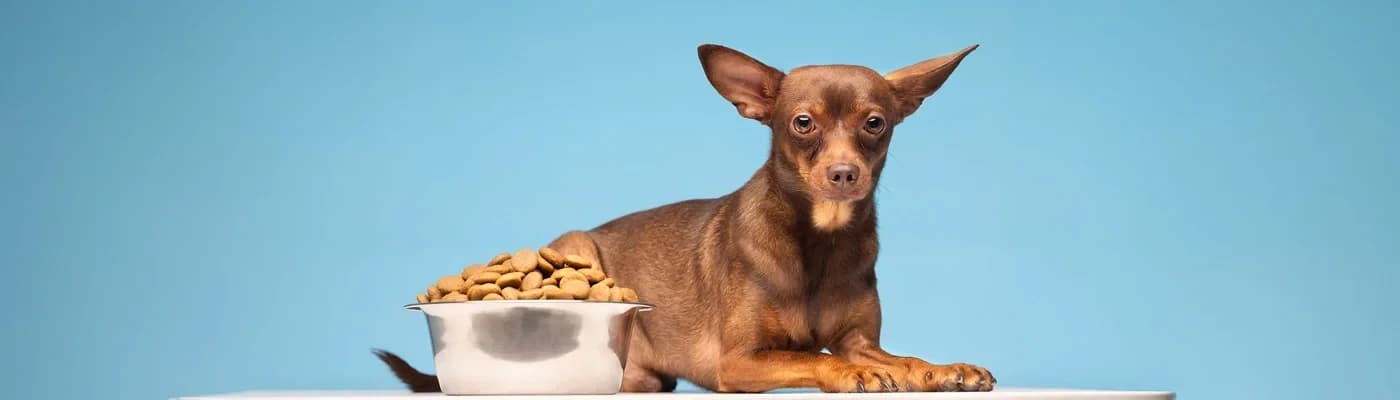 Obeziteye Yatkın Köpek Irkları ve Beslenme Önerileri - Köpeğiniz mama kabının başında masum gözlerle size bakarken “Bir ödül daha versem ne olur ki?” diye düşündüğünüz anlar mutlaka olmuştur.