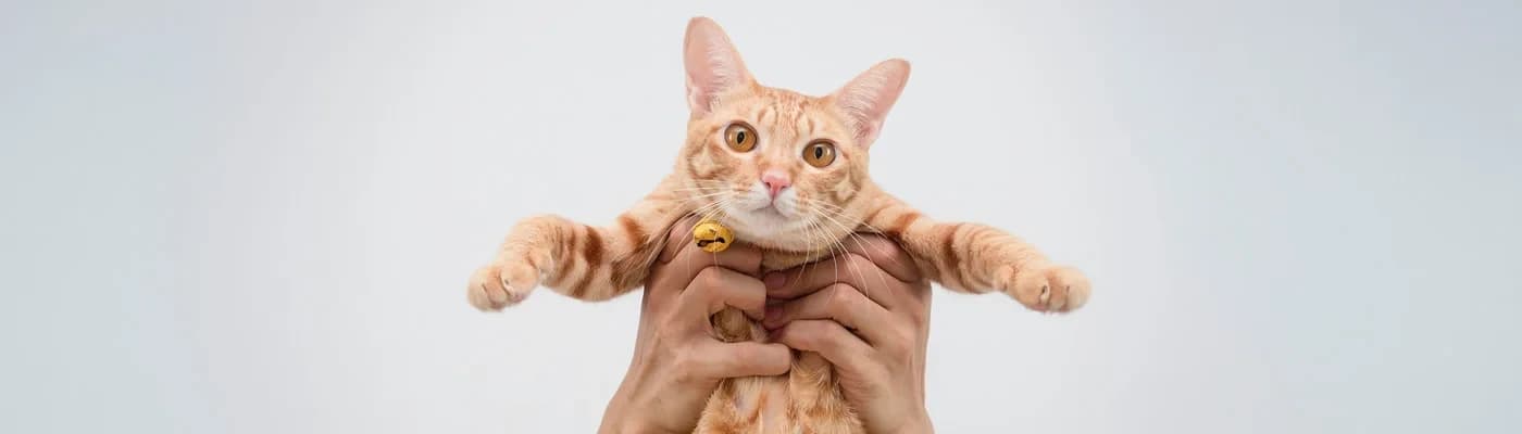 Kedinizin Yaşına Göre Beslenme Rehberi: Yavru, Yetişkin ve Yaşlı Kediler İçin Doğru Mama - Kedilerin sağlıklı, enerjik ve uzun bir yaşam sürmesinde beslenme büyük rol oynar. Ancak kedi sahiplerinin sık yaptığı hatalardan biri, kedinin tüm yaşamı boyunca aynı mama türünü kullanmaktır. Oysa kedilerin beslenme ihtiyaçları yaşlarına bağlı olarak önemli ölçüde değişir.