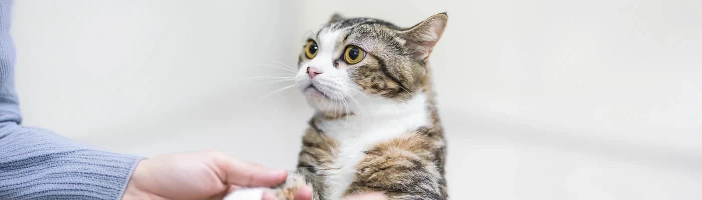 Kedilerde Sindirim Hassasiyeti: Doğru Mama Seçimi Neden Önemlidir? - Kediler hassas yapıya sahip canlılardır ve bu hassasiyet en çok sindirim sisteminde kendini gösterebilir. Bazı kediler birçok mama türünü rahatlıkla tüketebilirken, bazıları ise en ufak içerik değişiminde bile sindirim problemleri yaşayabilir. Kusma, ishal, iştahsızlık veya sık tüy yumağı problemi gibi belirtiler çoğu zaman sindirim hassasiyetine işaret edebilir.