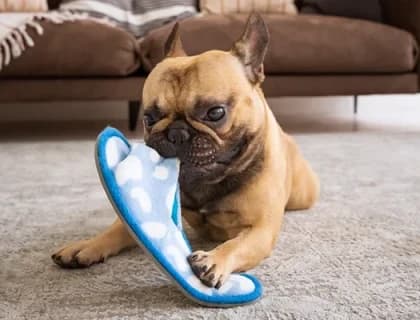 Yavru Köpeklerden Yetişkinliğe: Her Aşamaya Uygun Beslenme Rehberi