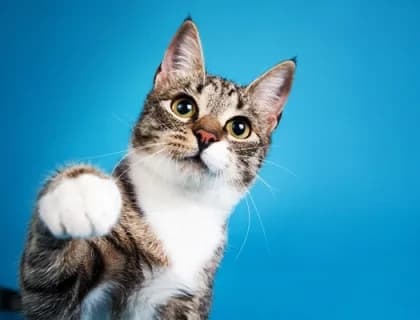 Seçici Kediler Neden Mama Beğenmez? Çözümü Beslenmede Gizli