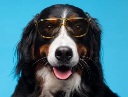 En İyi Köpek Maması Seçme Rehberi: Dostunuzun İhtiyacına Uygun Beslenme Nasıl Olmalı?