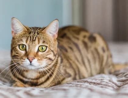 Kedinizin Gerçekten Sevdiği Mamayı Bulmak Mümkün mü?