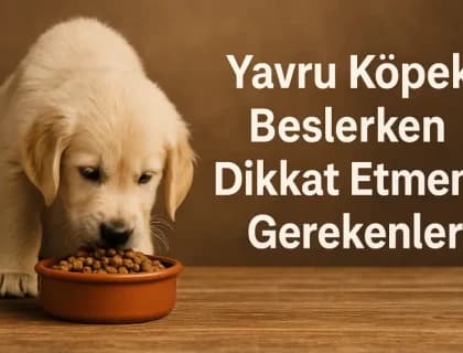 Yavru Köpek Beslerken Dikkat Etmeniz Gerekenler