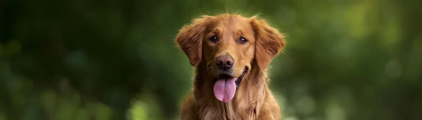 Köpeklerde Kemik ve Eklem Sağlığını Desteklemenin 5 Yolu