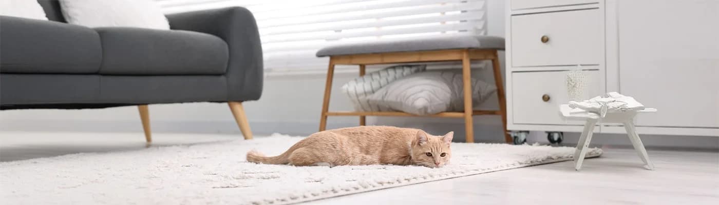 İç Mekân Kedileri İçin Kalori Yönetimi ve Oyunla Aktivite