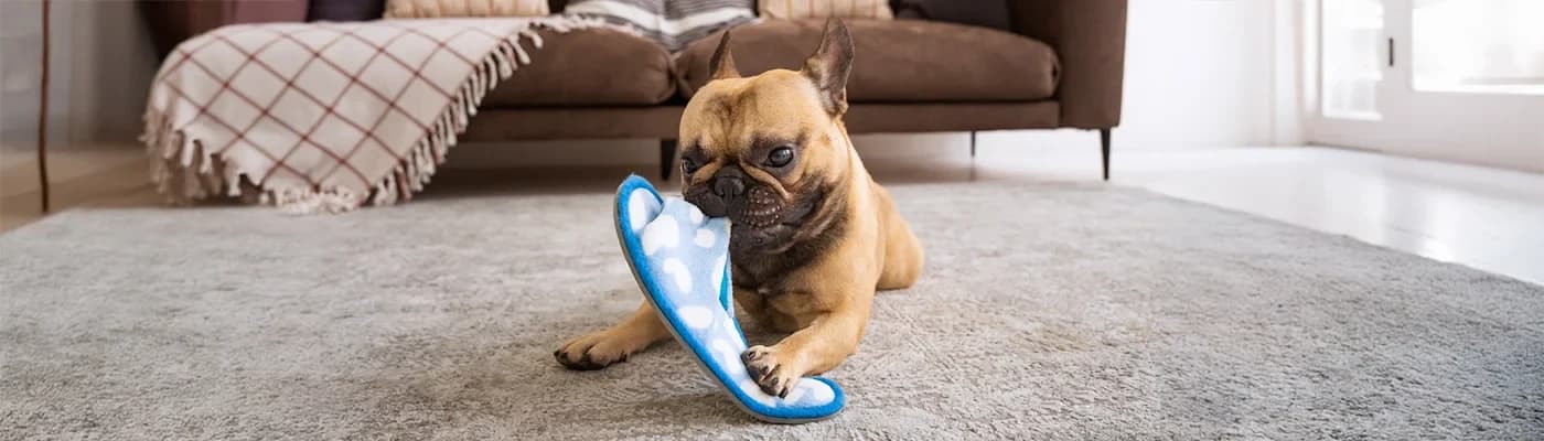 Yavru Köpeklerden Yetişkinliğe: Her Aşamaya Uygun Beslenme Rehberi