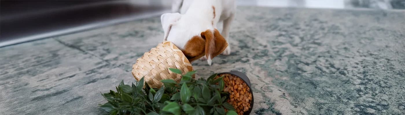 Yüksek Enerjili Köpekler İçin Doğru Mama Seçimi